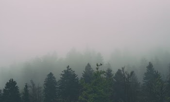 forest covered with fogh