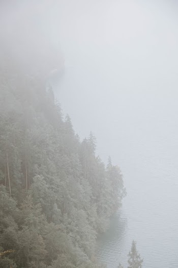 Forest Covered With Fogs