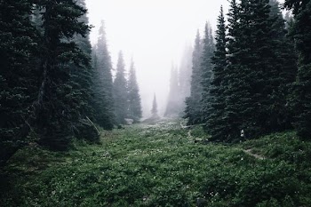 forest covered with fogs