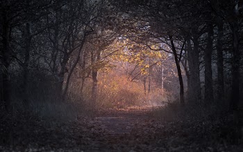 Forest during Dawn