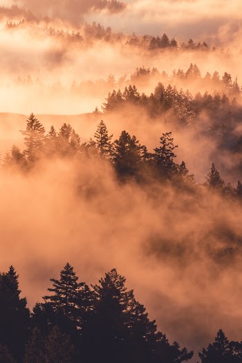 Forest during Day