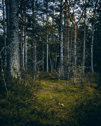 forest during daytime