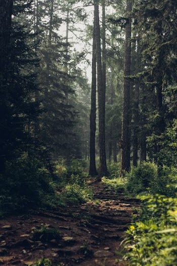 Forest during daytime