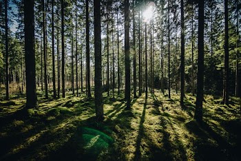 forest during daytime