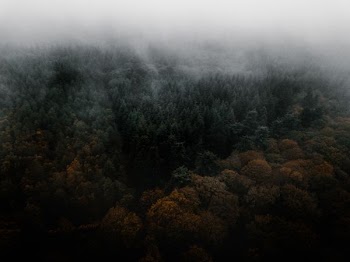 forest during daytime