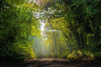 forest during daytime
