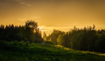Forest During Sunset