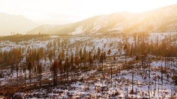 forest during winter and day