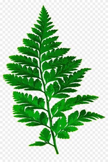 Forest, Fern Leaf Nature Green Leaves Plant Forest - Fern Silhouette