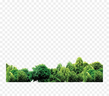 Forest - forest 