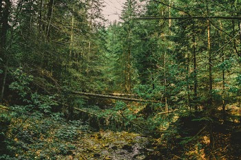 Forest Full of Green Leaf Trees