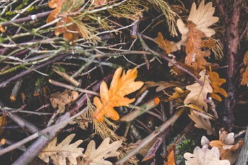Forest ground with branches and foliage
