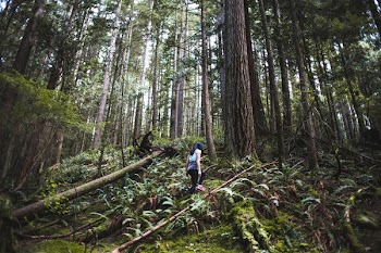 Forest Hikers