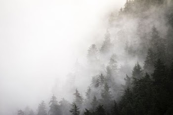 forest hill during foggy day