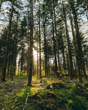 Forest landscape