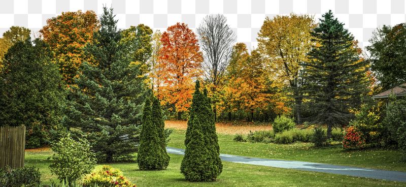 Forest landscape png, transparent background | Free PNG - rawpixel