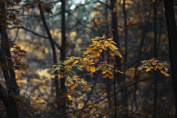 Forest Leaves Changing In Fall