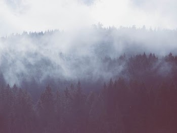 forest mists