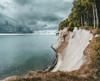 Forest Near Calm Body of Water