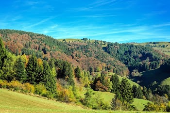Forest on Mountain