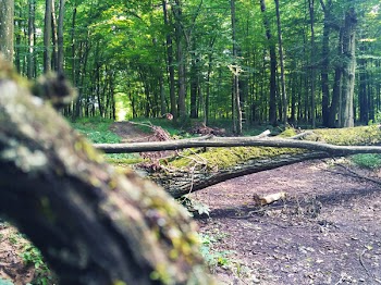 Forest Pathway