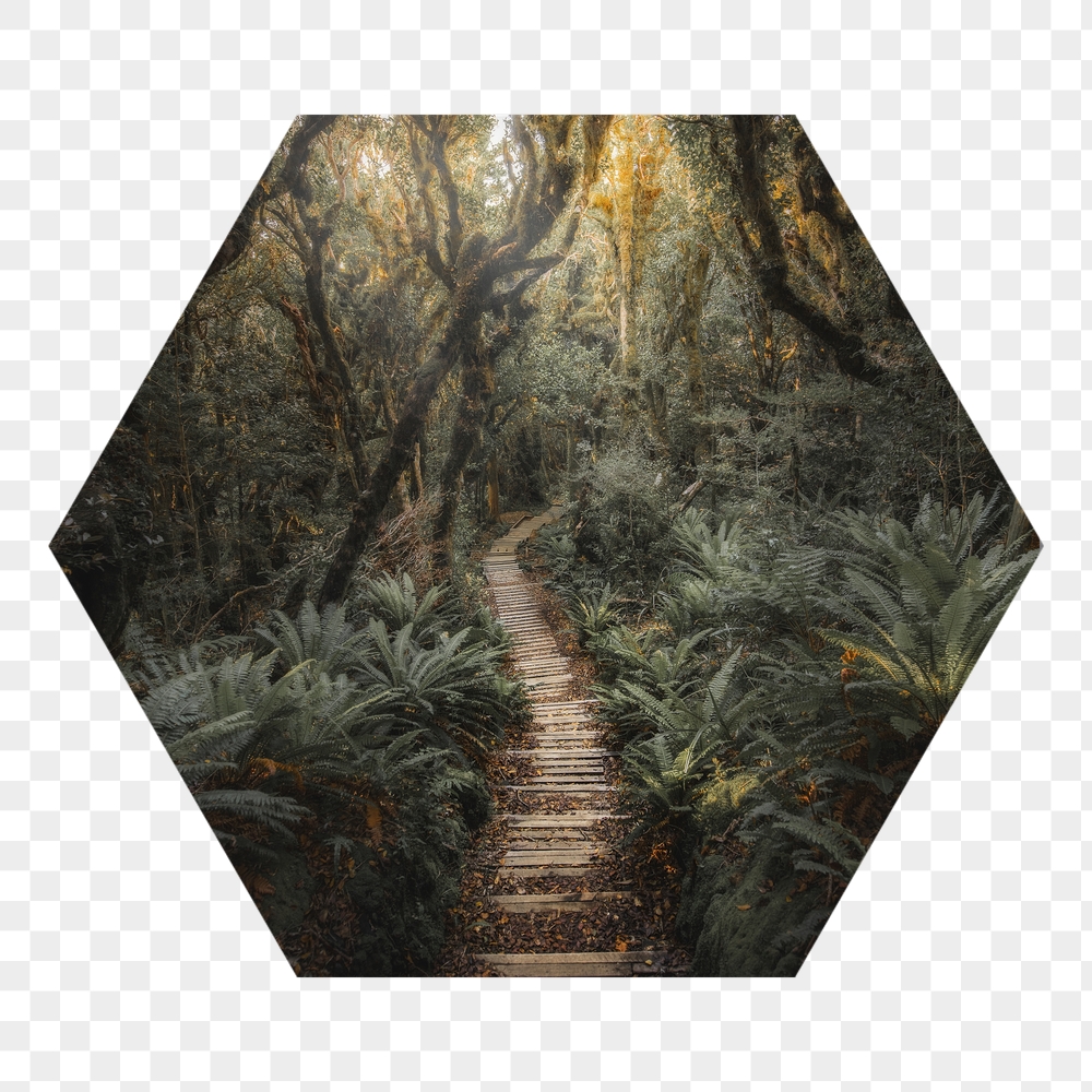 Forest pathway png badge sticker, | Free PNG - rawpixel