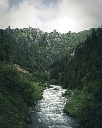 Forest Photography