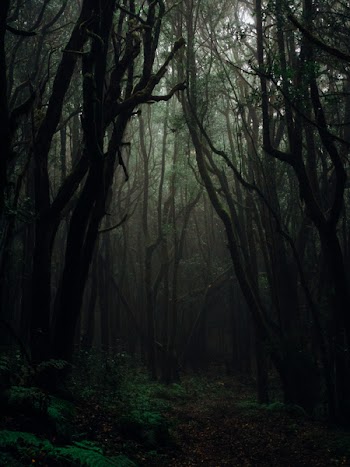 Forest Photography