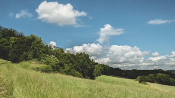 Forest Photography