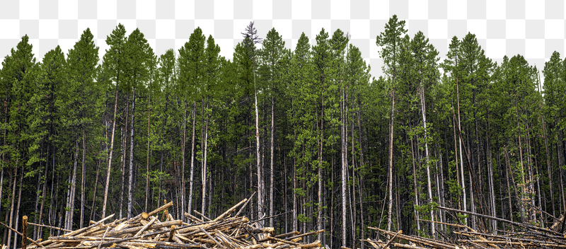 Forest png border sticker, beautiful | Free PNG - rawpixel