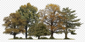 Forest png sticker on transparent | Free PNG - rawpixel