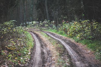 Forest road