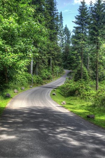 forest_road.jpg