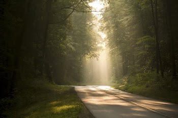 Forest Road. Original public domain | Free Photo - rawpixel