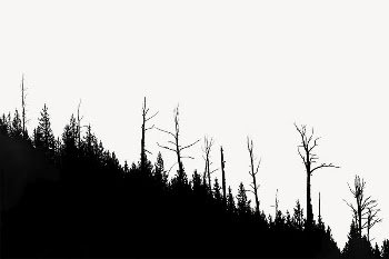 Forest silhouette border, nature photo | Free PSD - rawpixel