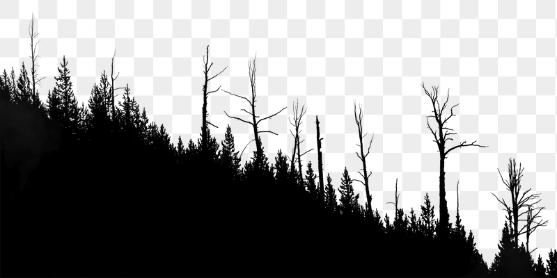 Forest silhouette png border, nature | Free PNG - rawpixel