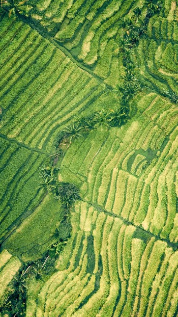 Forest strip