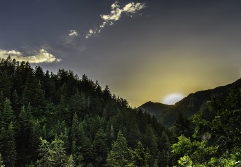 Forest Sunrise View