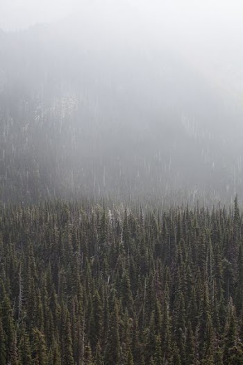 forest surronded by fog during daytime