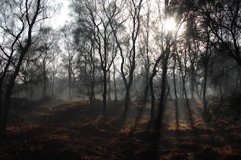 forest surrounded by fog during daytime