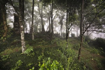 Forest Trail