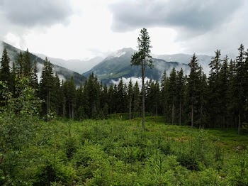 Forest Tree