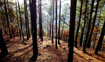 forest tree at daytime