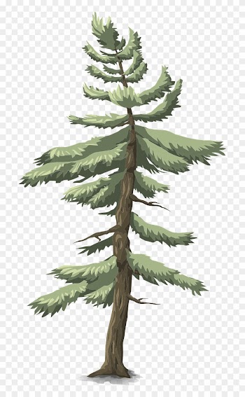 Forest, Tree Conifer Green Nature Forest Outdoor P - Zazzle Rosa Und Blaue Dinosaurier, Gewohnheit Brotdose