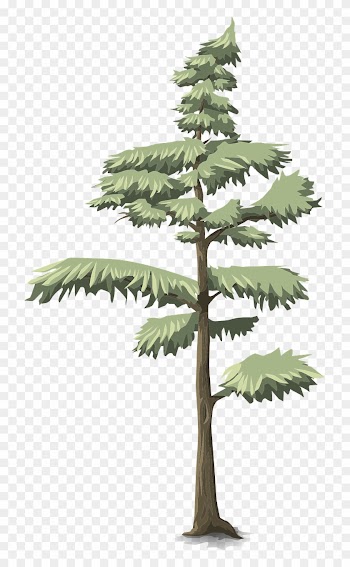 Forest, Tree, Conifer, Green, Nature, Forest - Tree