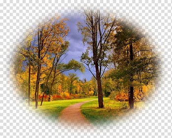 Forest Tree Desktop Computer Sky plc, forest transparent background PNG clipart