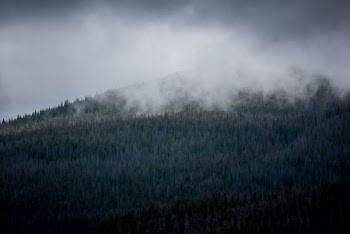 forest tree field covered with fog