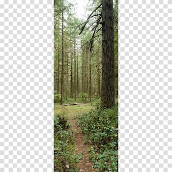 Forest Tree Trail Park , amazon forest transparent background PNG clipart