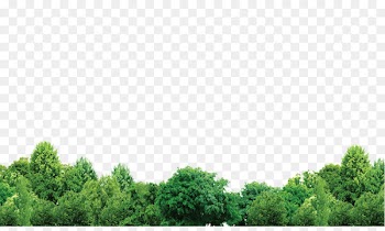 Forest Tree - Trees 