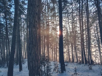 Forest Trees